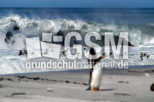 Dampfschiffente (4 von 5).jpg